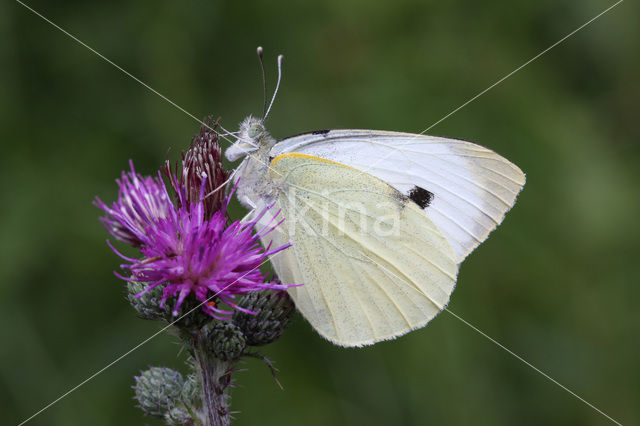 Groot koolwitje (Pieris brassicae)