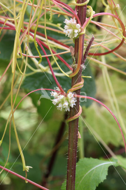 Greater Dodder (Cuscuta europaea)