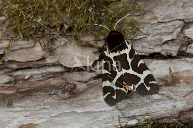 Garden Tiger (Arctia caja)