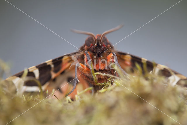 Garden Tiger (Arctia caja)