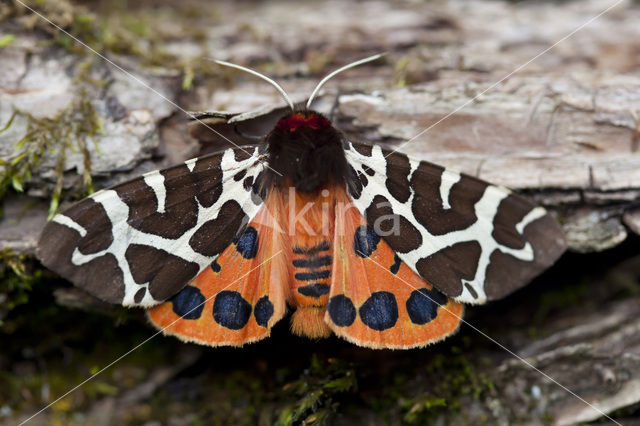 Garden Tiger (Arctia caja)