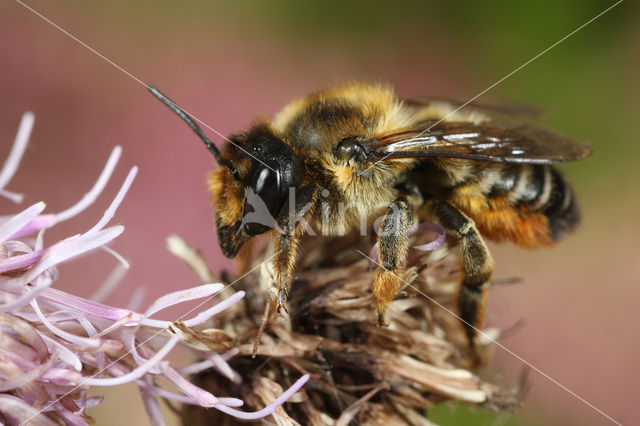 Megachile willughbiella