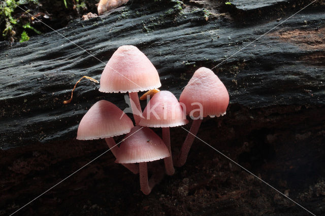 Grote bloedsteelmycena (Mycena haematopus)