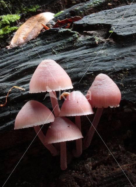 Burgundydrop bonnet (Mycena haematopus)