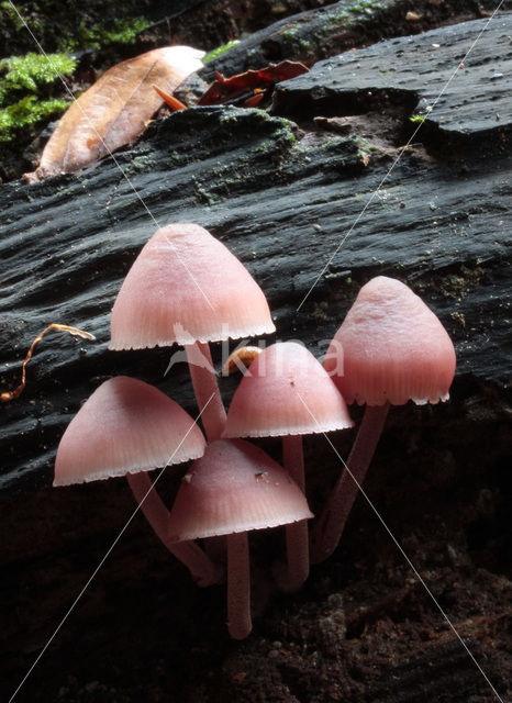 Grote bloedsteelmycena (Mycena haematopus)