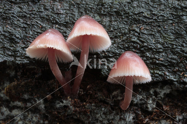 Grote bloedsteelmycena (Mycena haematopus)