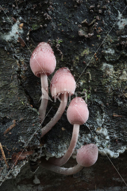 Grote bloedsteelmycena (Mycena haematopus)