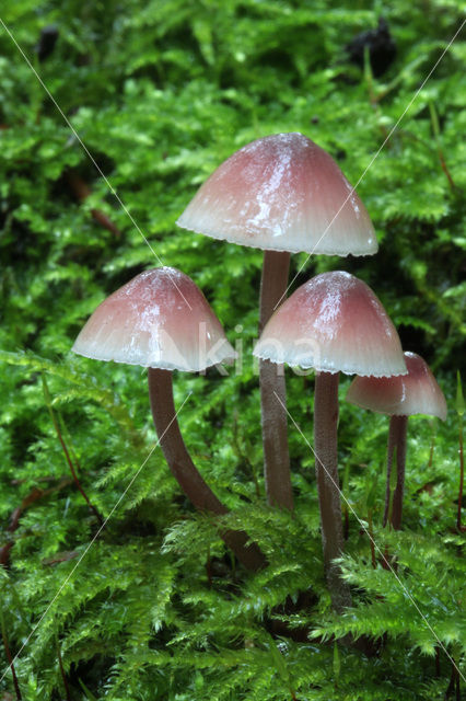 Burgundydrop bonnet (Mycena haematopus)