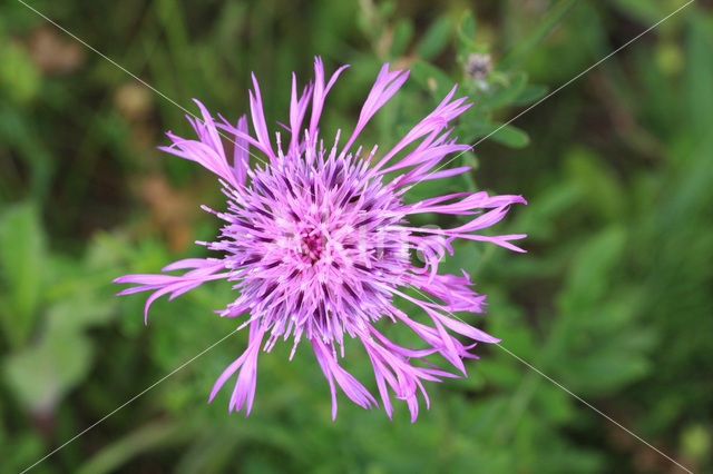 Grote centaurie (Centaurea scabiosa)