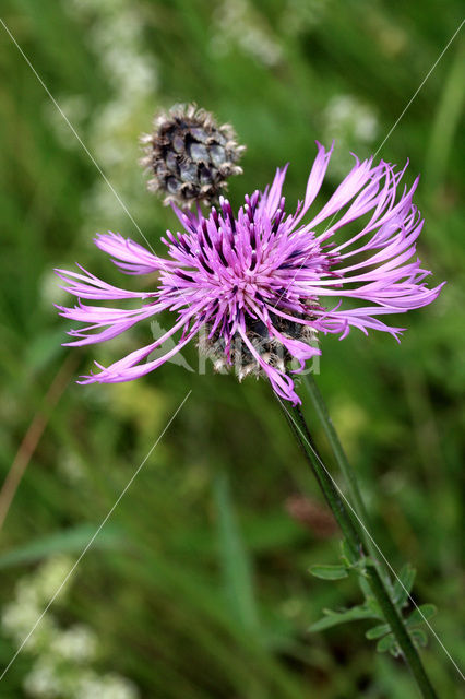 Greater Knapweed (Centaurea scabiosa)