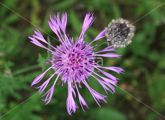 Greater Knapweed (Centaurea scabiosa)