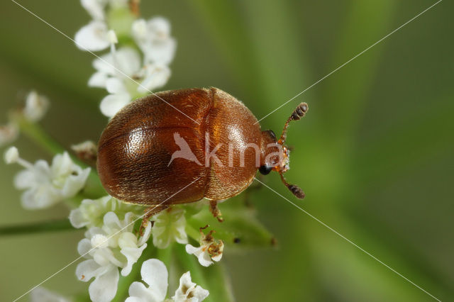 Grote gele glanskever (Cychramus luteus)