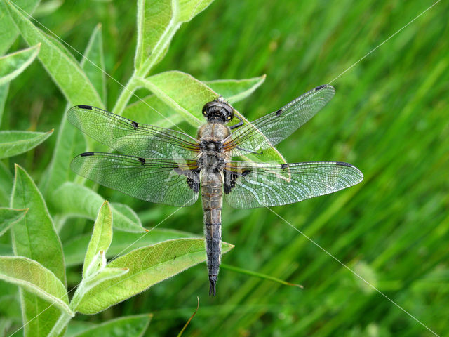 Grote keizerlibel (Anax imperator)