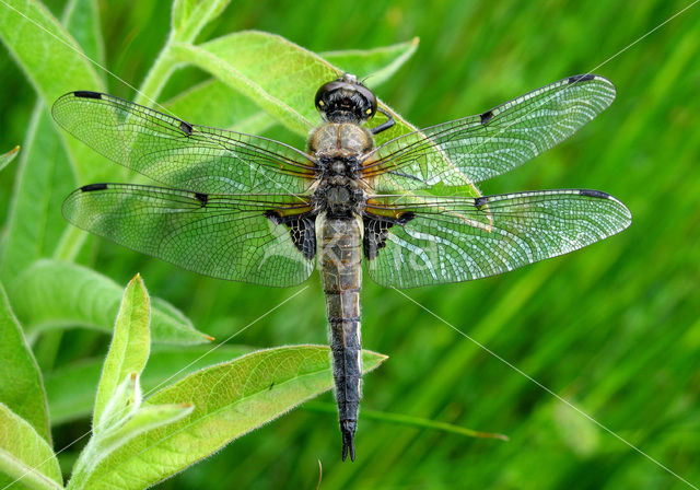 Grote keizerlibel (Anax imperator)