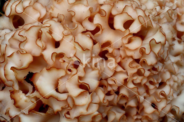 Grote sponszwam (Sparassis crispa)