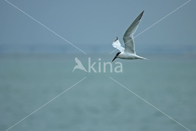 Sandwich Tern (Sterna sandvicensis)