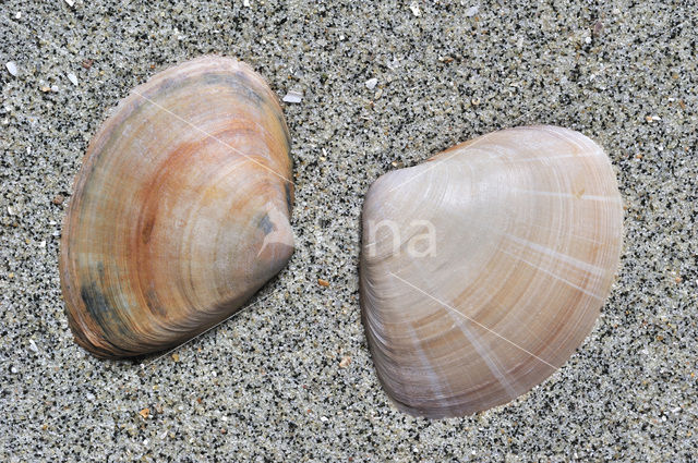 Grote strandschelp (Mactra stultorum cinerea)