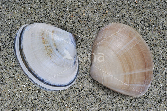 Grote strandschelp (Mactra stultorum cinerea)