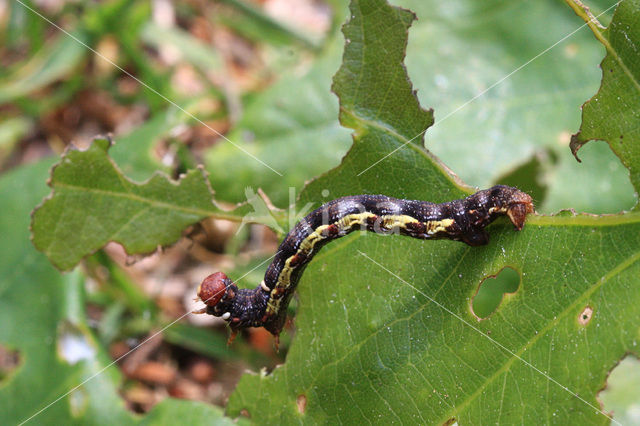 Grote wintervlinder (Erannis defoliaria)