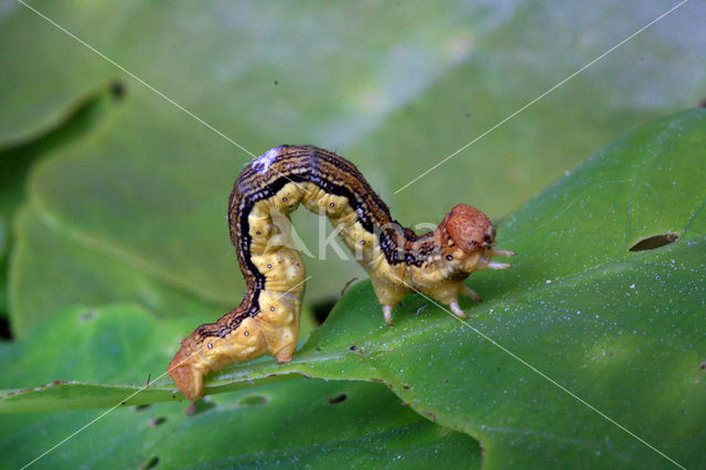 Grote wintervlinder (Erannis defoliaria)