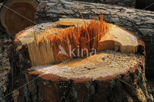 Scots Pine (Pinus sylvestris)