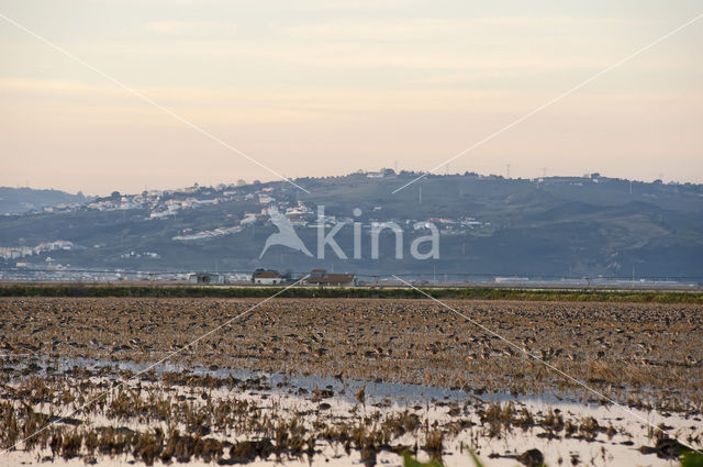 Grutto (Limosa limosa)