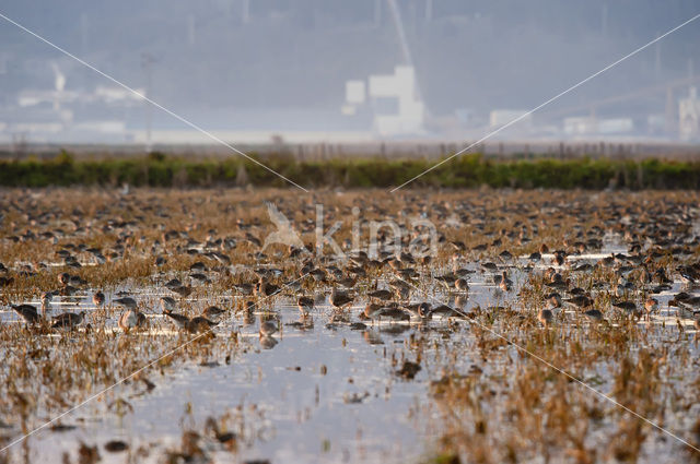 Grutto (Limosa limosa)