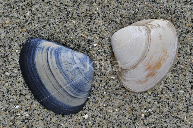 Halfgeknotte strandschelp (Spisula subtruncata)