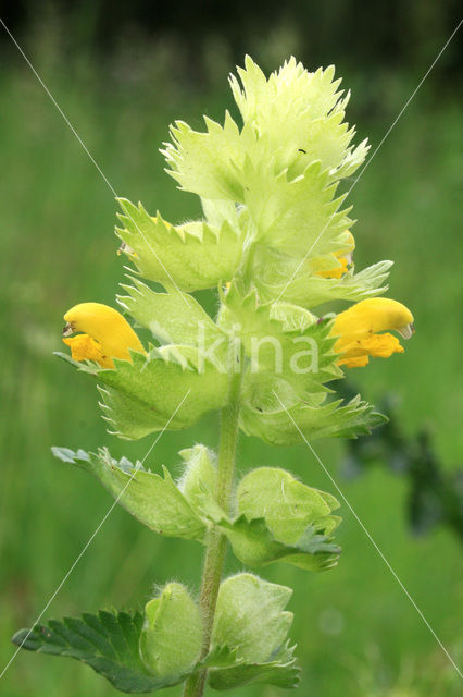 Harige ratelaar (Rhinanthus alectorolophus)