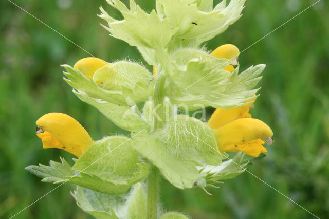 Harige ratelaar (Rhinanthus alectorolophus)