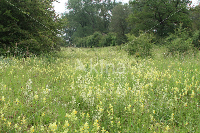 Harige ratelaar (Rhinanthus alectorolophus)