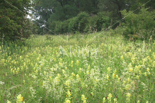 Harige ratelaar (Rhinanthus alectorolophus)