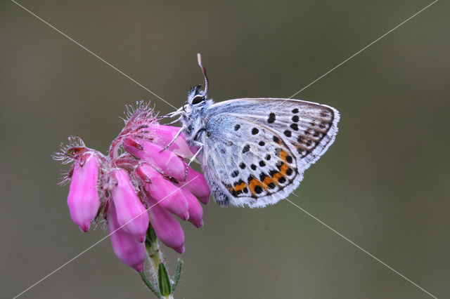 Silver Studded Blue (Plebejus argus)