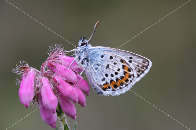 Silver Studded Blue (Plebejus argus)