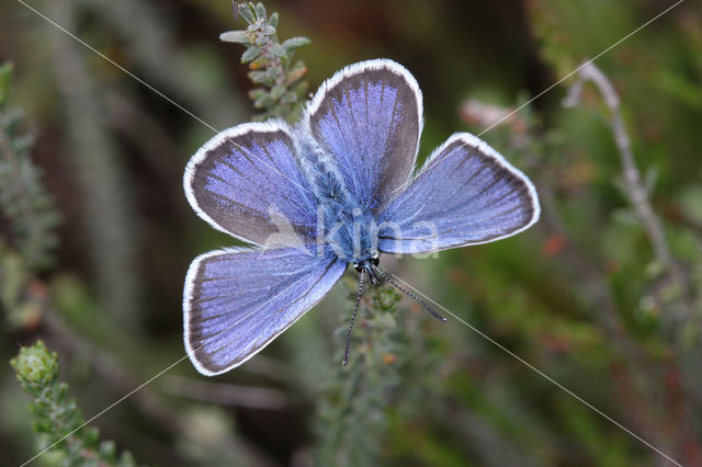 Silver Studded Blue (Plebejus argus)