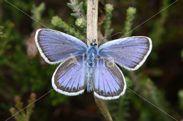 Silver Studded Blue (Plebejus argus)