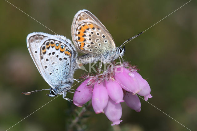 Silver Studded Blue (Plebejus argus)