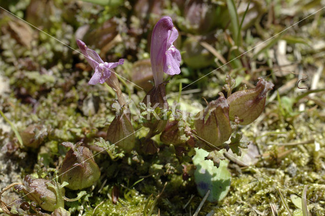 Heidekartelblad (Pedicularis sylvatica)
