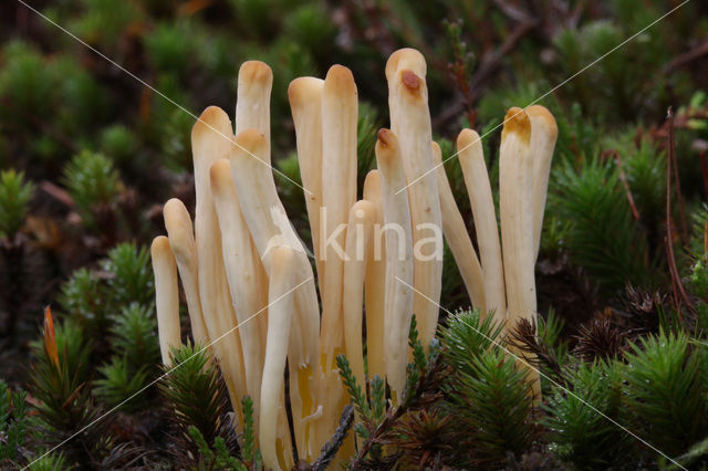 Heideknotszwam (Clavaria argillacea)