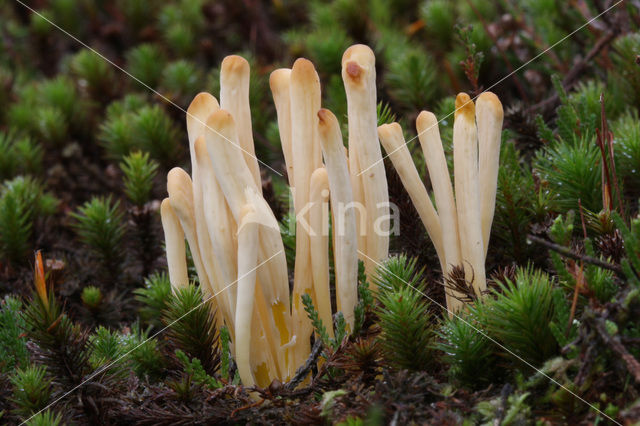 Heideknotszwam (Clavaria argillacea)