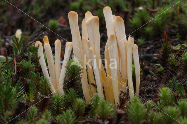 Heideknotszwam (Clavaria argillacea)