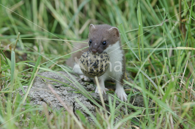 Stoat (Mustela erminea)