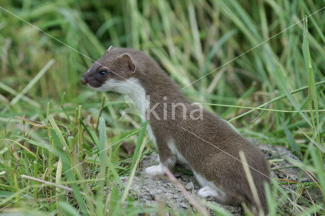 Stoat (Mustela erminea)