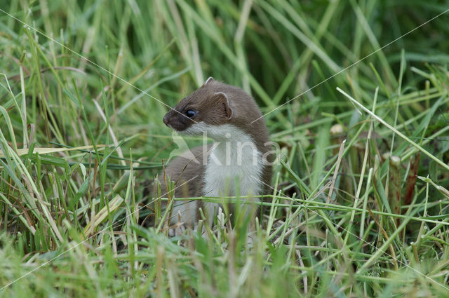 Stoat (Mustela erminea)