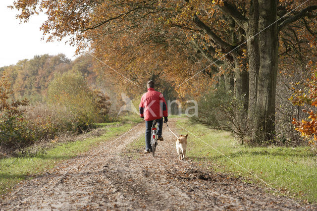 Hond (Canis domesticus)