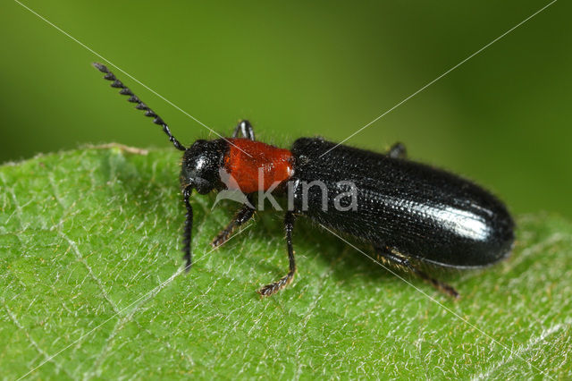 Huismierenkever (Tillus elongatus)