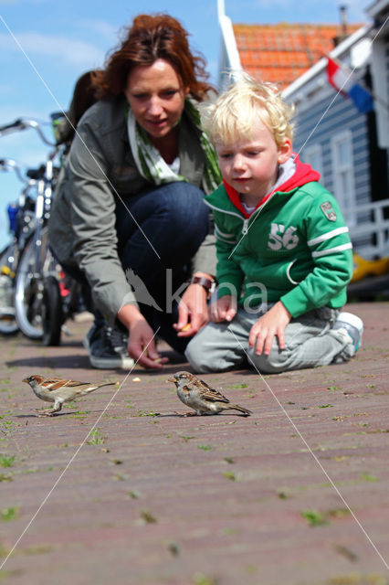 Huismus (Passer domesticus)