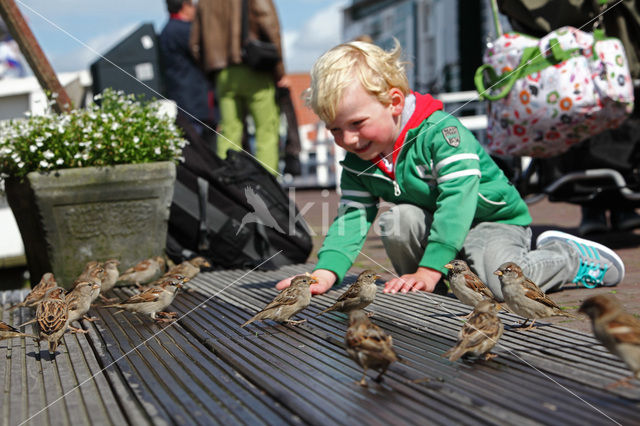 Huismus (Passer domesticus)