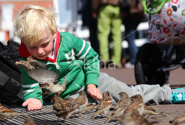 Huismus (Passer domesticus)