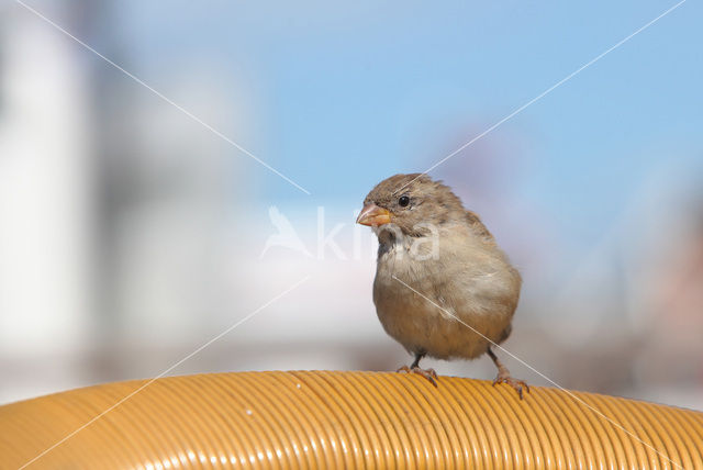 House Sparrow (Passer domesticus)